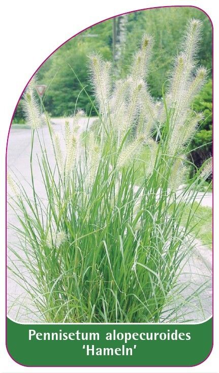 GR-200005-00-VS594b8aaf0e9d7